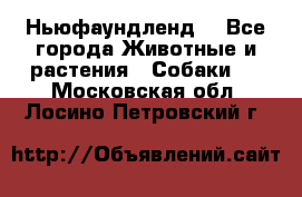 Ньюфаундленд  - Все города Животные и растения » Собаки   . Московская обл.,Лосино-Петровский г.